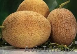 Дыни "чарджоусикие" желтые  - Изображение #1, Объявление #1475948